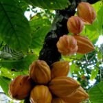 Matadecacao